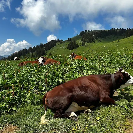 Le Cowsy Abondance