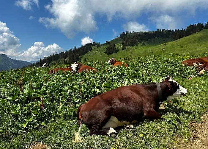 Le Cowsy Abondance
